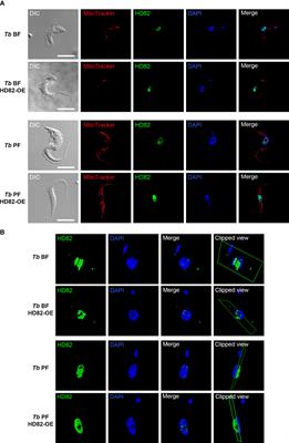 A nuclear orthologue of the dNTP triphosphohydrolase SAMHD1 controls dNTP homeostasis and genomic stability in Trypanosoma brucei